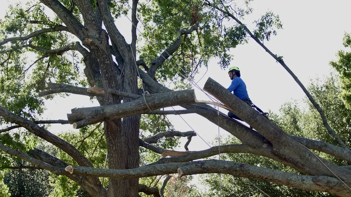 Professional Hazardous Tree Removal performed by certified arborists in Gurley