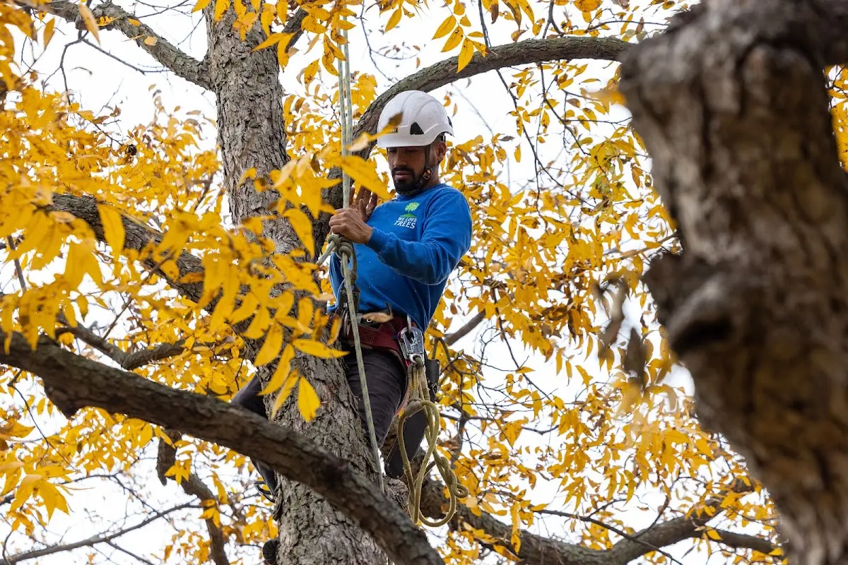 Skilled Tree Trimming crew working in Gurley